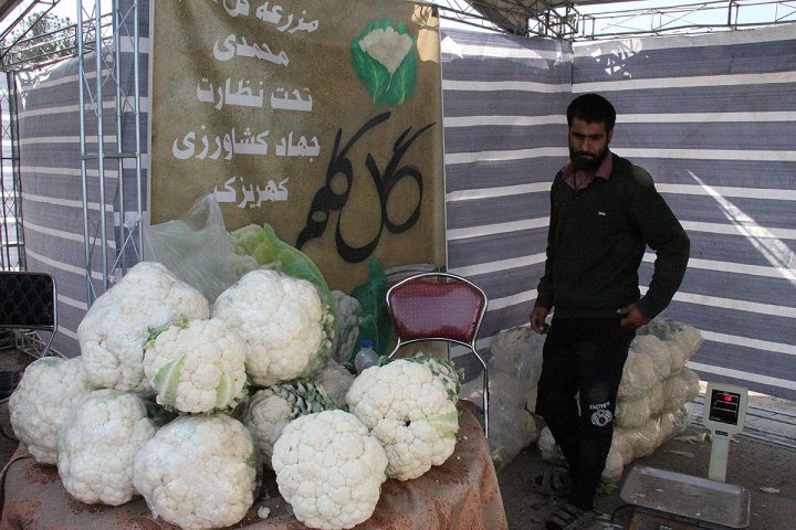 قيمت گل كلم جشنواره نصف قيمت بازار | با تسهيل توليد دست دلالان كوتاه مي شود